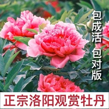 正宗洛阳大花牡丹花苗北方耐寒盆栽地栽室内庭院花卉牡丹带芽发货