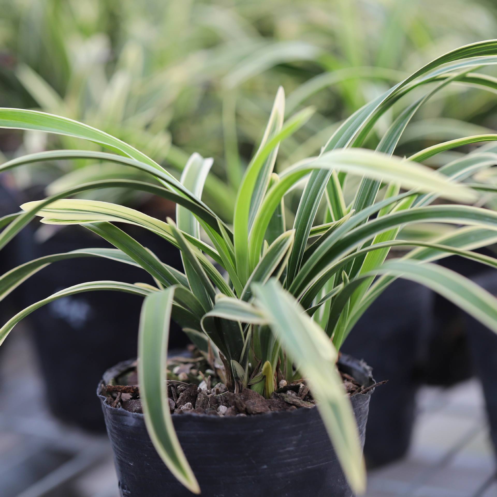 叶艺香味金边大国冠四季兰花种苗室内花卉植物小盆栽福建花卉组培