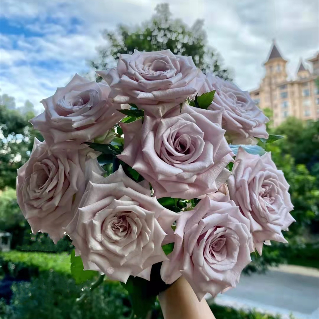曼塔玫瑰花云南鲜花基地直发昆明斗南市场直批空运水养花灰色顺丰