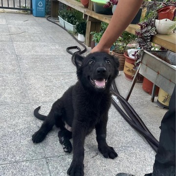 出售纯种双血统东德牧羊犬活体幼犬放牧犬大型犬宠物犬小狗纯黑色