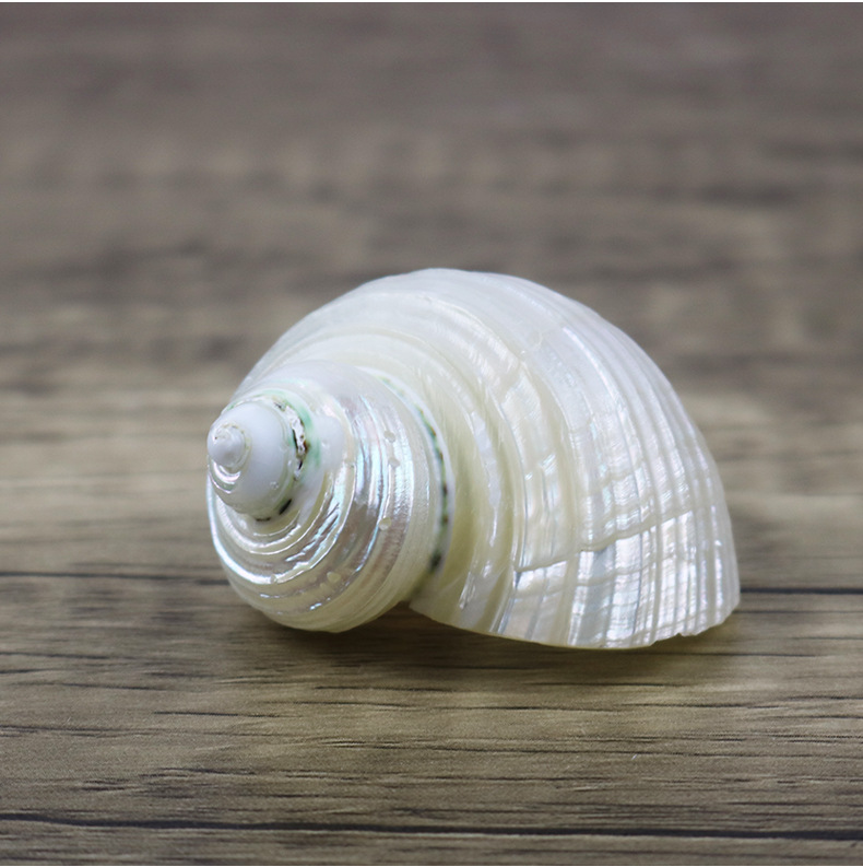 天然海螺贝壳夜光螺荧光嵘螺寄居蟹替换壳摆件鱼缸造景装饰批发