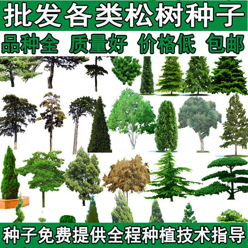 松树种子罗汉松马尾松/黑松/白皮松/华山松/油松/湿地松/雪松种子