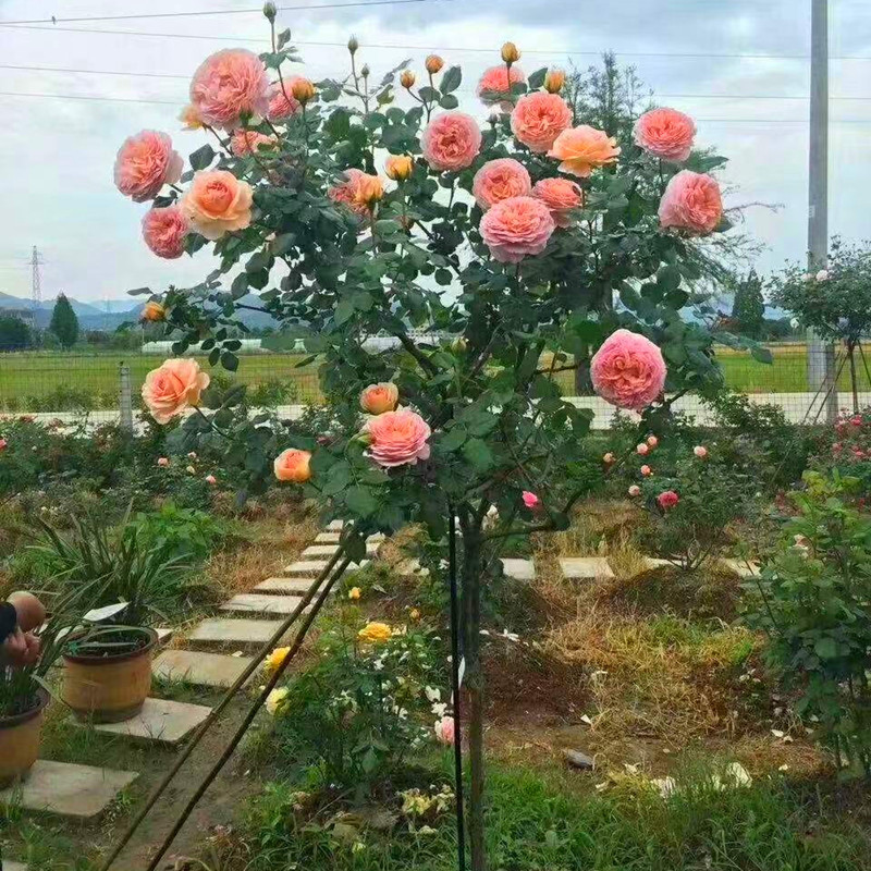 树桩月季嫁接树桩月季花苗高杆树状月季大花棒棒糖月季庭院盆栽