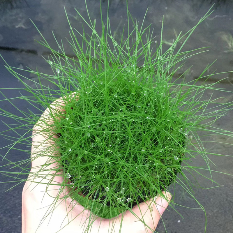 牛毛毡坨草真水草活体观赏鱼缸水族懒人造景水草批发前景坨草