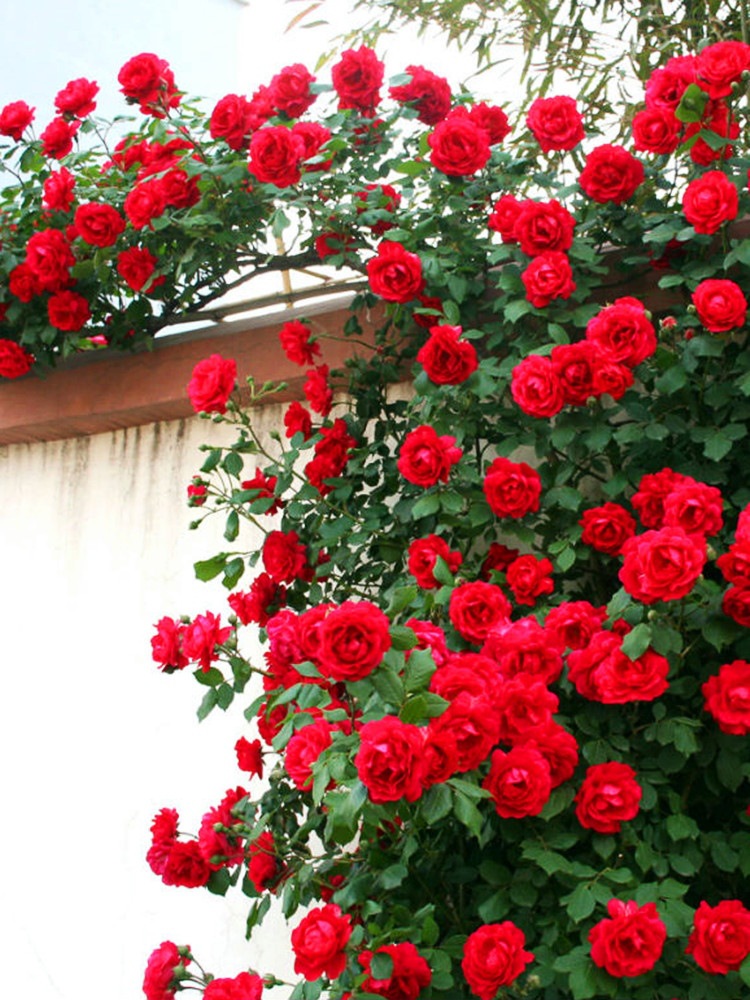 爬藤月季蔷薇花苗大花浓香庭院藤本花卉植物阳台盆栽玫瑰爬墙四季