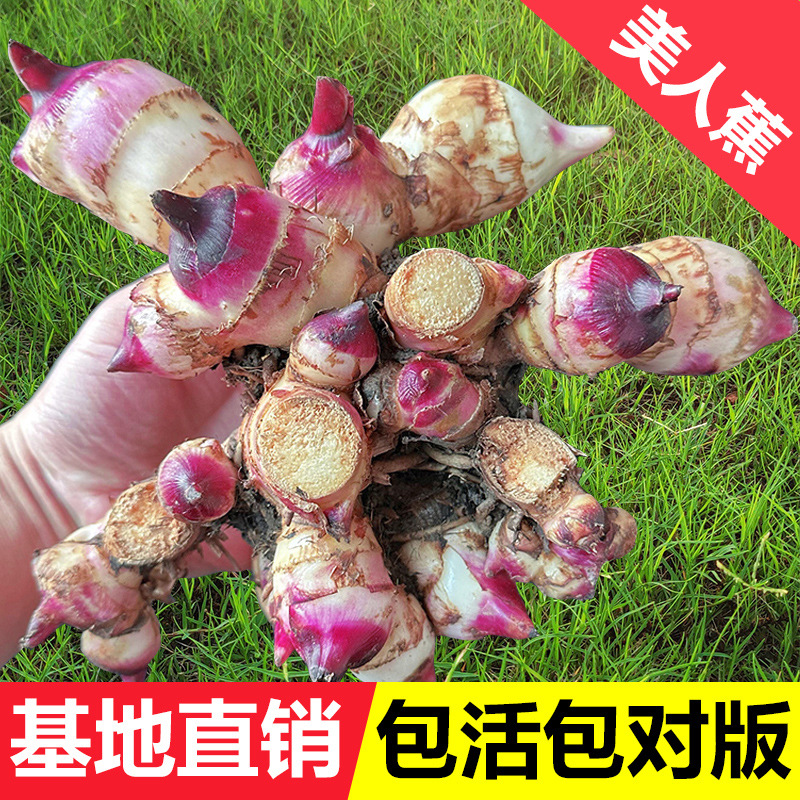 美人蕉种球带芽四季多年生花苗阳台盆栽室外绿化地栽庭院美人蕉苗
