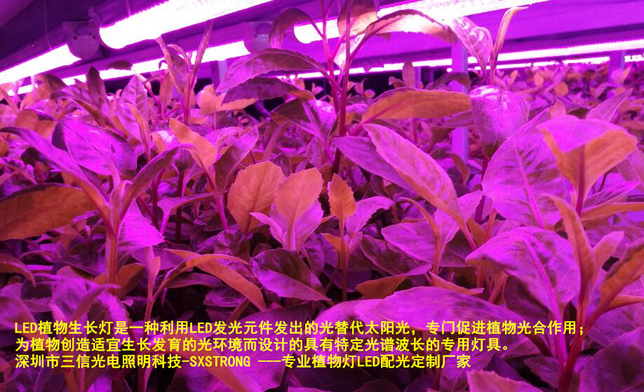 厂家直供 2835灯珠红光660nm植物灯珠2835植物生长灯led贴片led灯