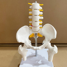 小型骨盆带五节腰椎模型脊柱模型骨科模型人体骨骼模型骨盆部人体