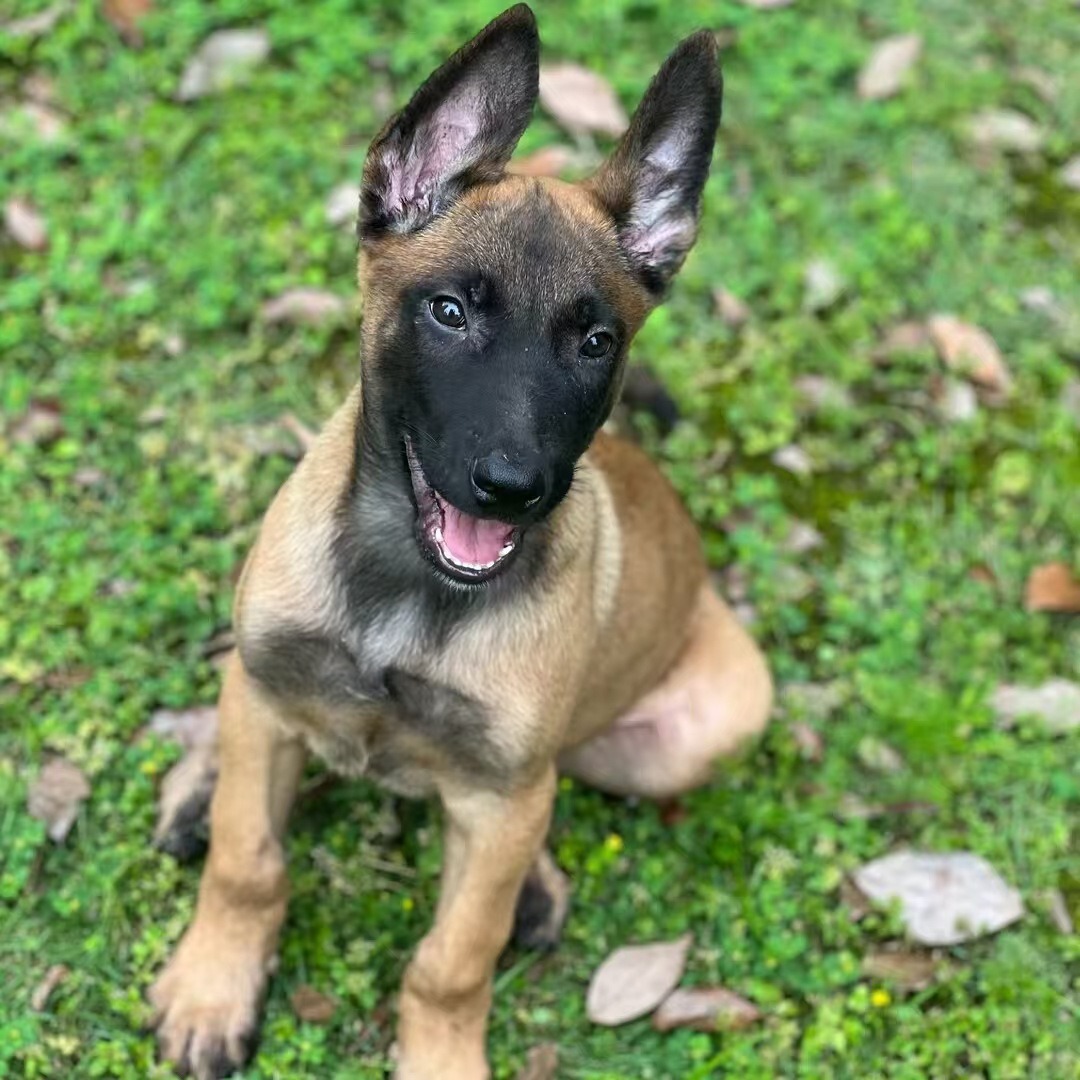 纯种爆红马犬幼犬活体狗狗比利时牧羊犬工作犬宠物犬幼崽小狗活物