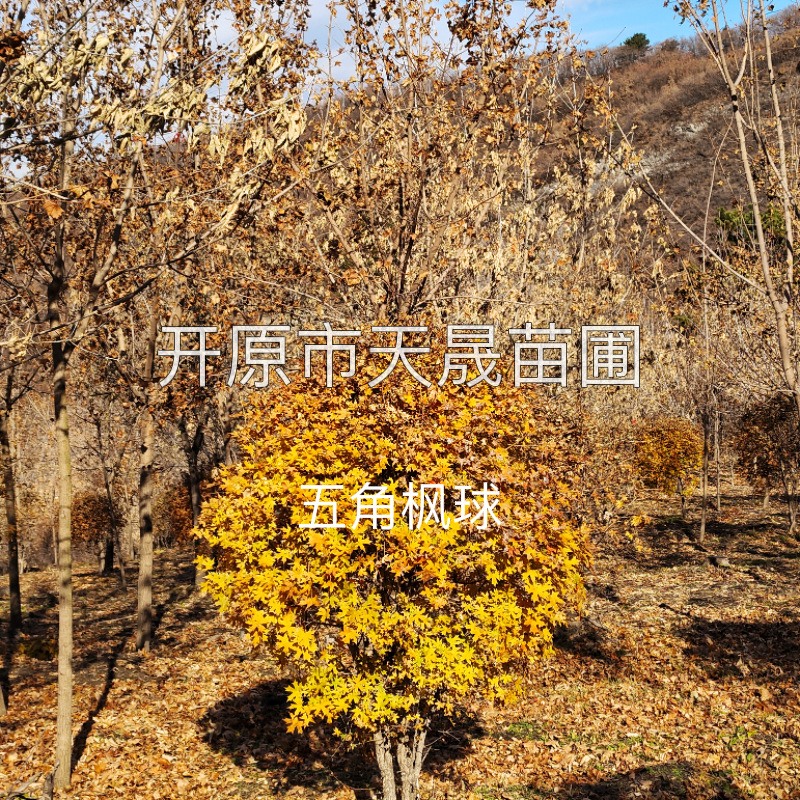 五角枫球 丛生五角枫球 东北五角枫 辽宁天晟苗圃 辽宁五角枫
