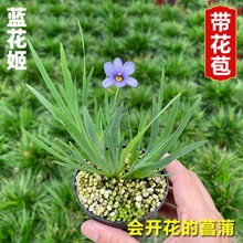 【金之家】日本蓝花姬 石菖蒲庭菖蒲会开花盆栽植物蓝花耳