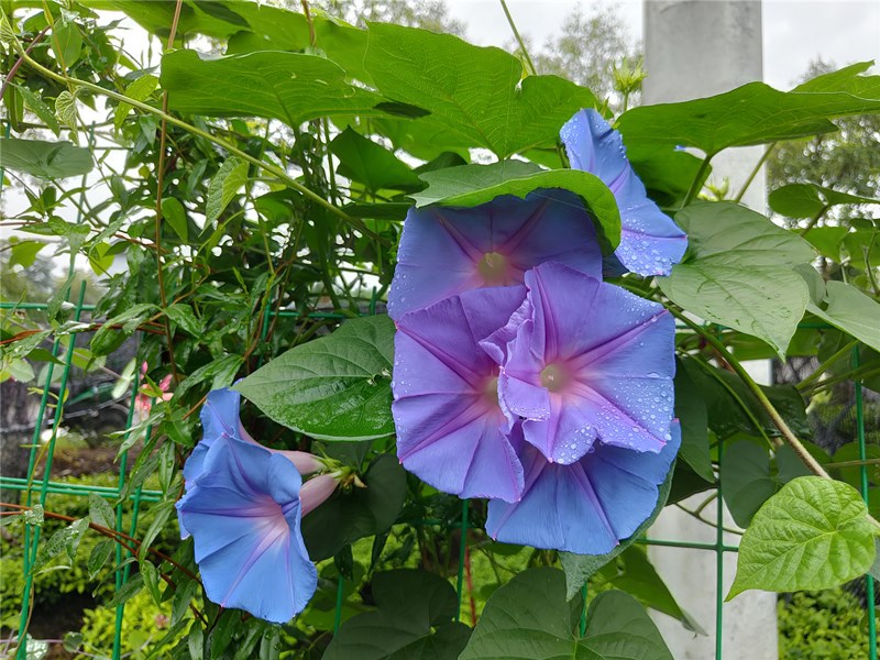 美国宿根牵牛巨型蓝紫变色大花牵牛拱门花墙爬藤植物耐寒耐热易养