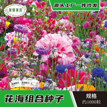 四季野花组合花种子批发美丽乡村花海景区花卉种子百日草格 桑花