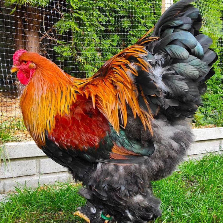 宠物鸡婆罗门鸡活体养殖梵天鸡小鸡活苗观赏婆罗门鸡种蛋出售