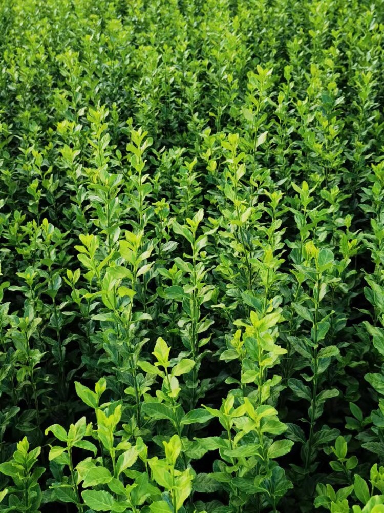 8成交0件相似小叶黄杨种苗 黄杨小苗 绿蓠苗植物 东北工程绿化树苗