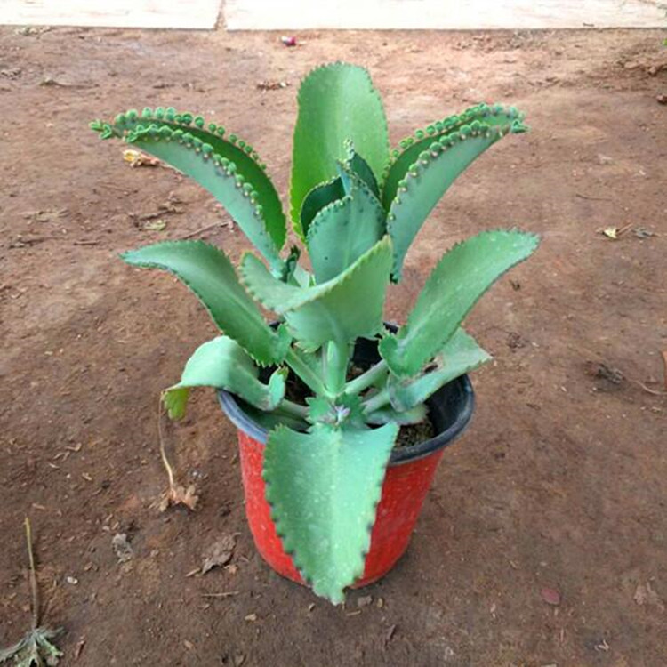 多肉植物 蕾丝公主 宽叶不死鸟 大叶落地生根 大叶不死鸟迷你盆栽