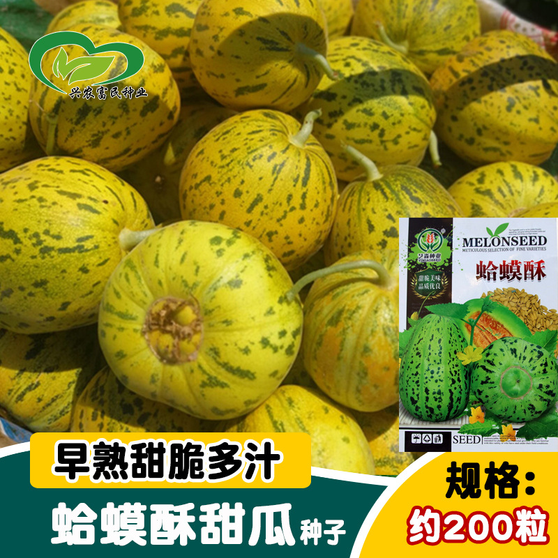 蛤蟆酥花皮甜瓜种子 农田菜园中早熟甜脆嫩肉厚甜瓜籽水果种子