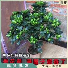 栀子花盆栽花卉植物室内四季开花带花苞阳台绿植浓香型大树苗好养