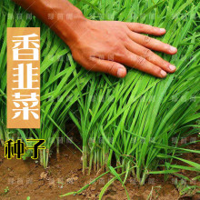 雪冬韭霸韭菜种子中科院培育抗寒不休眠四季播家庭阳台河南韭菜籽