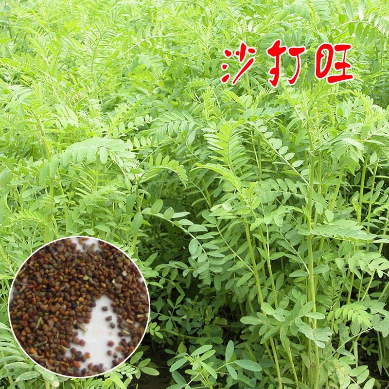 沙打旺草籽多年生牧草绿肥草护坡草耐寒耐旱耐盐碱进口种籽沙打旺