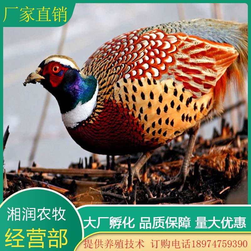 【孔雀蓝山鸡苗价格】供应七彩山鸡苗 批发广东七彩山鸡苗养殖