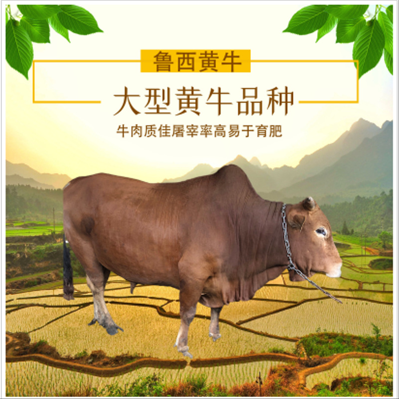 鲁西黄牛大型肉用品种牛犊长势快个头大经济效益高耐粗饲成本低