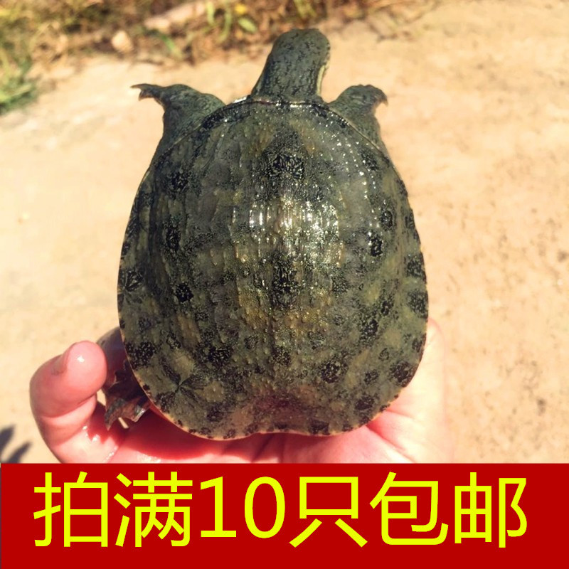 中华鳖小甲鱼苗活物10只水鱼苗王八团鱼苗生态外塘养殖乌龟苗包邮