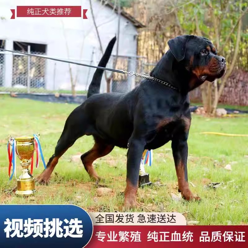 纯种罗威纳犬幼犬活体出售防暴犬德系罗威纳看家护院犬大型罗威纳