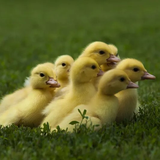 灰鹅活苗正宗纯种朗德鹅出壳苗大雁鹅小鹅仔活物大种肉狮头鹅活体