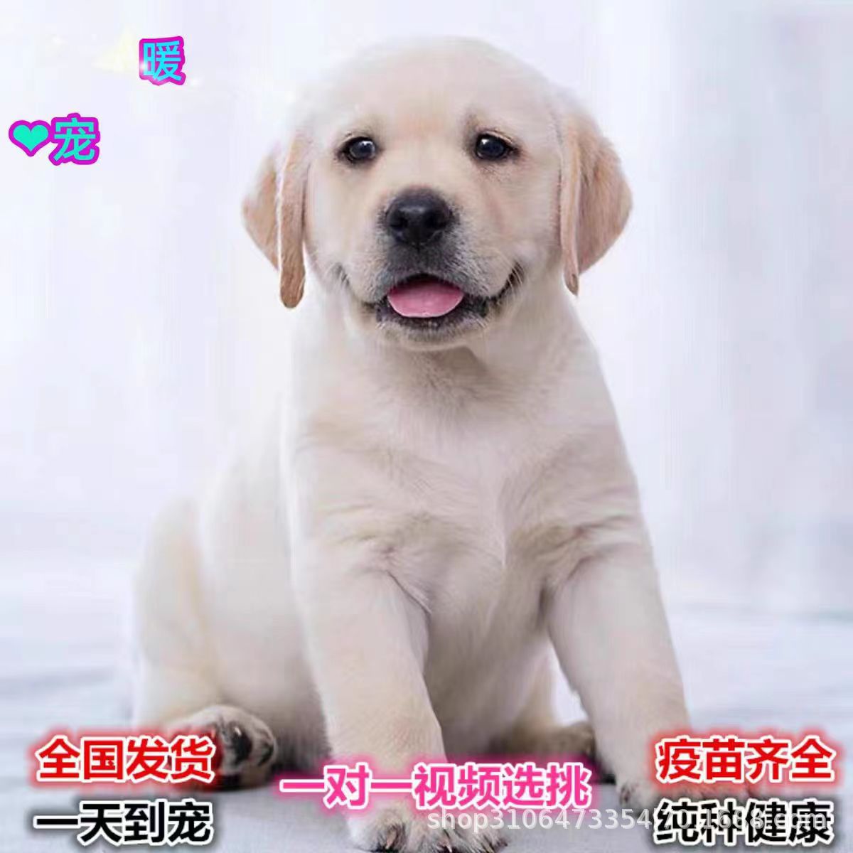 纯种拉布拉多幼犬活体奶白色拉布拉多导盲犬价格拉布拉多宠物狗狗