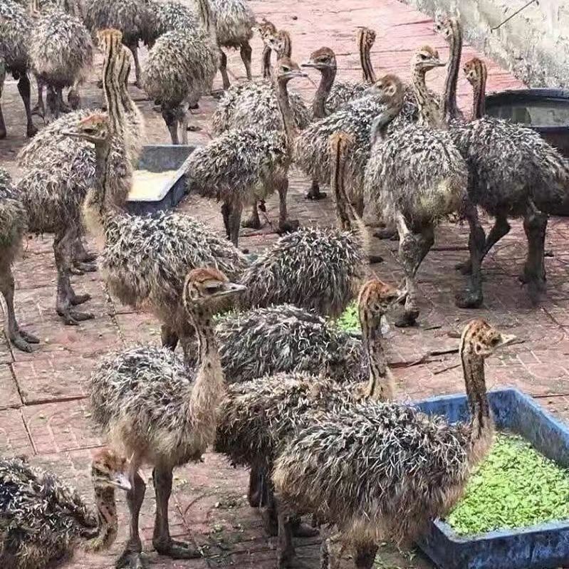 鸵鸟活体小鸵鸟苗幼苗非洲鸵鸟可下蛋繁殖幼鸟鸵鸟苗-阿里巴巴