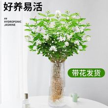 茉莉花水培植物盆栽办公室内桌面好养懒人鲜花绿植九里香水养花卉