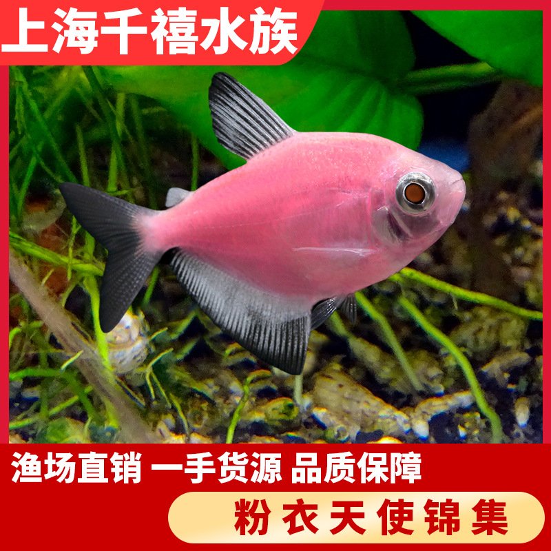 粉衣天使灯淡水小型热带观赏鱼群游彩裙荧光宠物渔场直销好养易活