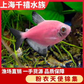 粉衣天使灯淡水小型热带观赏鱼群游彩裙荧光宠物渔场直销好养易活