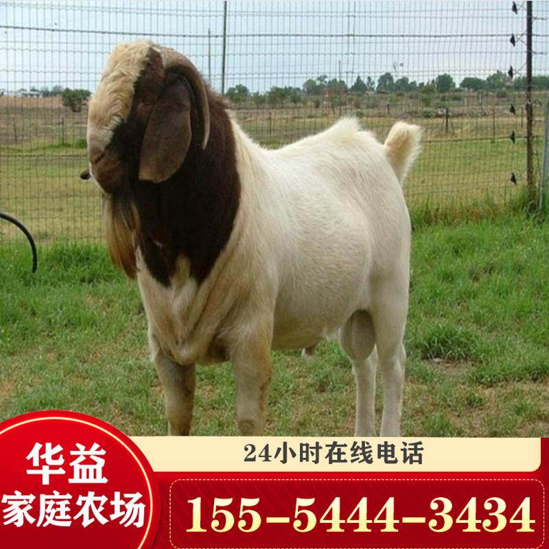 波尔山羊头胎母羊小羊羔价格波尔山羊养殖场改良种羊波尔山羊