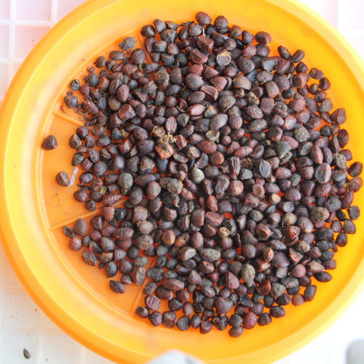 批发乐昌含笑种子 颗粒饱满 新采乐昌含笑种子 量大优惠