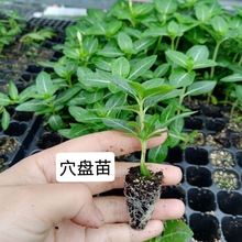 长春花花苗易爆盆阳台庭院花卉室内办公室绿植盆栽四季开花耐高温