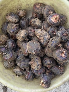 去皮马蹄广西特产荔浦马蹄荸荠农家自种马蹄新鲜现挖马蹄场地直发