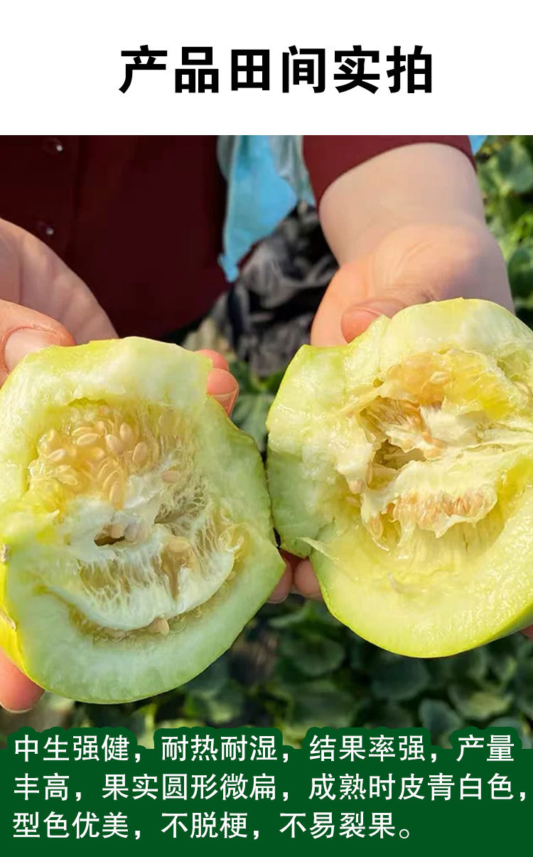 甜宝香瓜种子绿甜瓜香瓜水果种子批发蔬菜种子公司甜瓜籽日本甜宝
