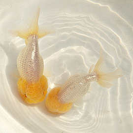 徐州金鱼-徐州金鱼批发,促销价格,产地货源 - 阿里巴巴