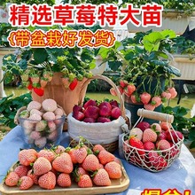 特大草莓苗秧盆栽带果四季结果冬季红颜玄玉草莓苗室内阳台绿植物
