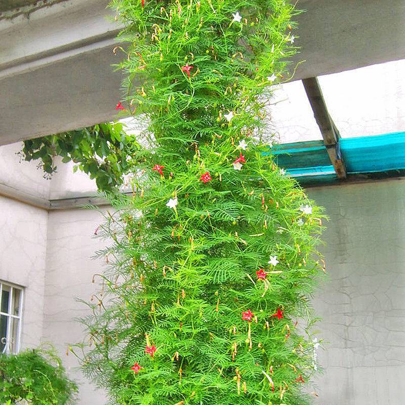 羽叶茑萝花种子庭院爬藤植物五角星花盆栽阳台四季易种活