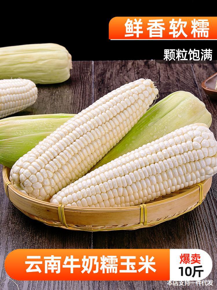 云南牛奶糯玉米10斤新鲜甜黏水果玉米棒子应当季蔬菜嫩苞米粒