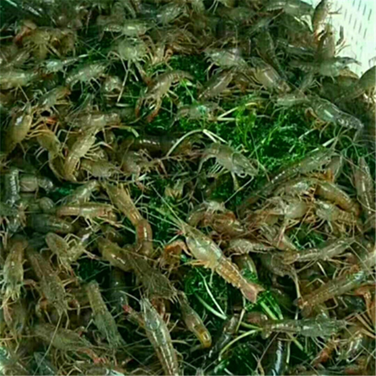 0成交0头湖北虾苗价格 龙虾苗哪里便宜 青虾苗红虾苗全国包邮￥22.