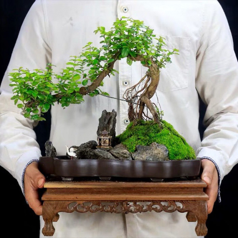 小叶雀梅盆景树桩悬崖造型山水假山盆景植物老桩室内客厅绿植盆栽
