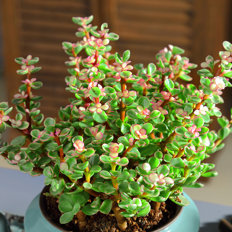 多肉植物金枝玉叶