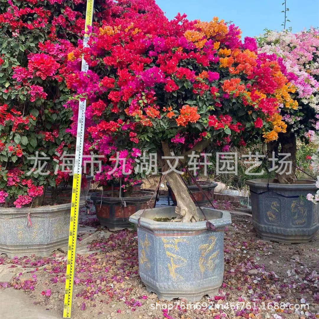 主要种植销售:各种颜色三角梅,盆景造型三角梅,柱形三角梅,球形三角梅