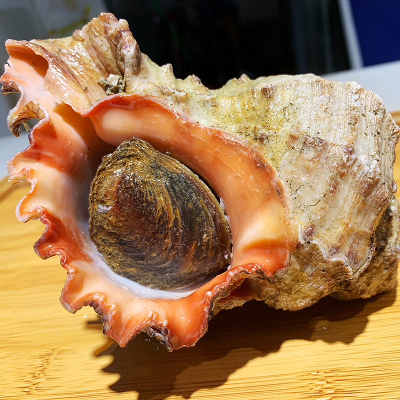 超大狮子螺新鲜冷冻水产野生特大海螺寿司刺身食材500克/只