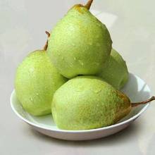 【精品】河北青鸭梨梨子5斤薄皮超甜水果新鲜批发当季整箱