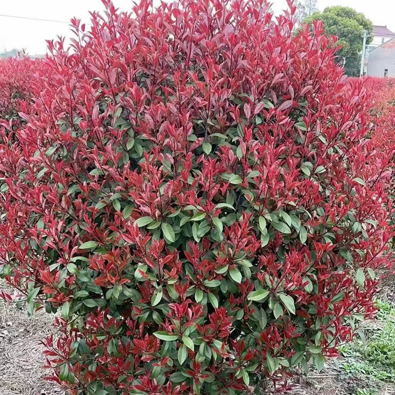 红叶石楠球 四季常青耐寒好养活绿篱植物 庭院绿化苗木红叶石楠球